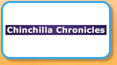 Chinchilla Chronicles