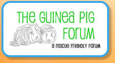 The Guinea Pig Forum