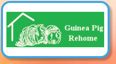 Guinea Pig Rehome